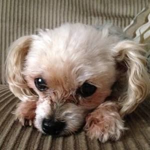 Meet your Posher, Renee